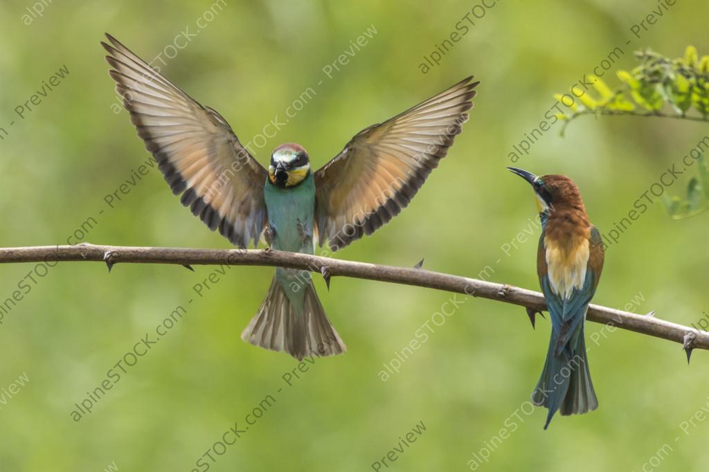 image preview